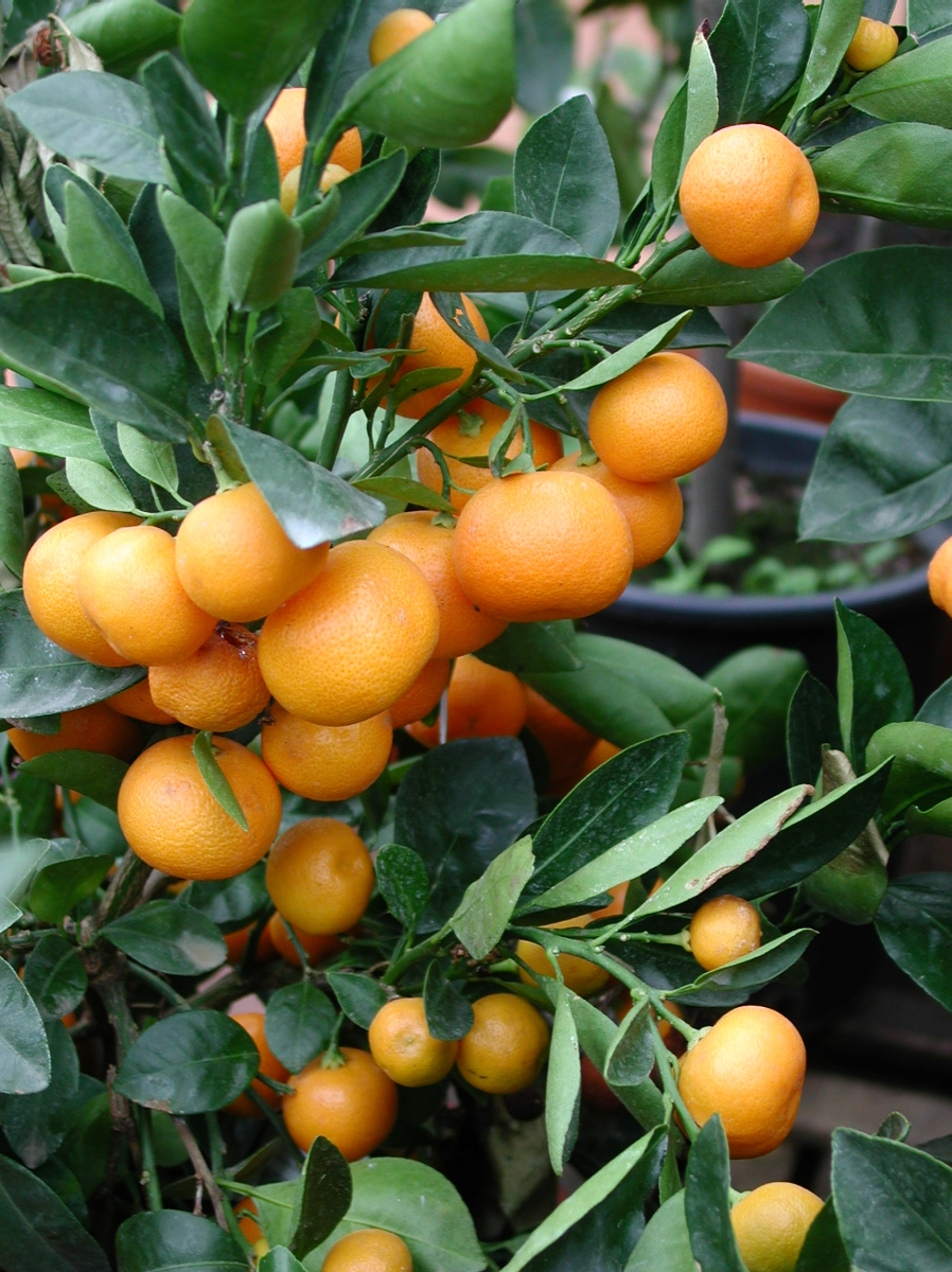 Fruitiers