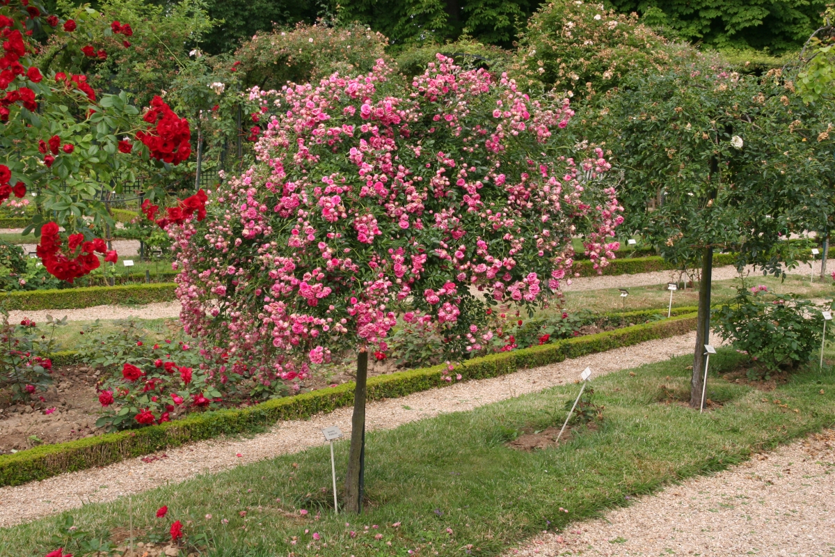 Rosiers