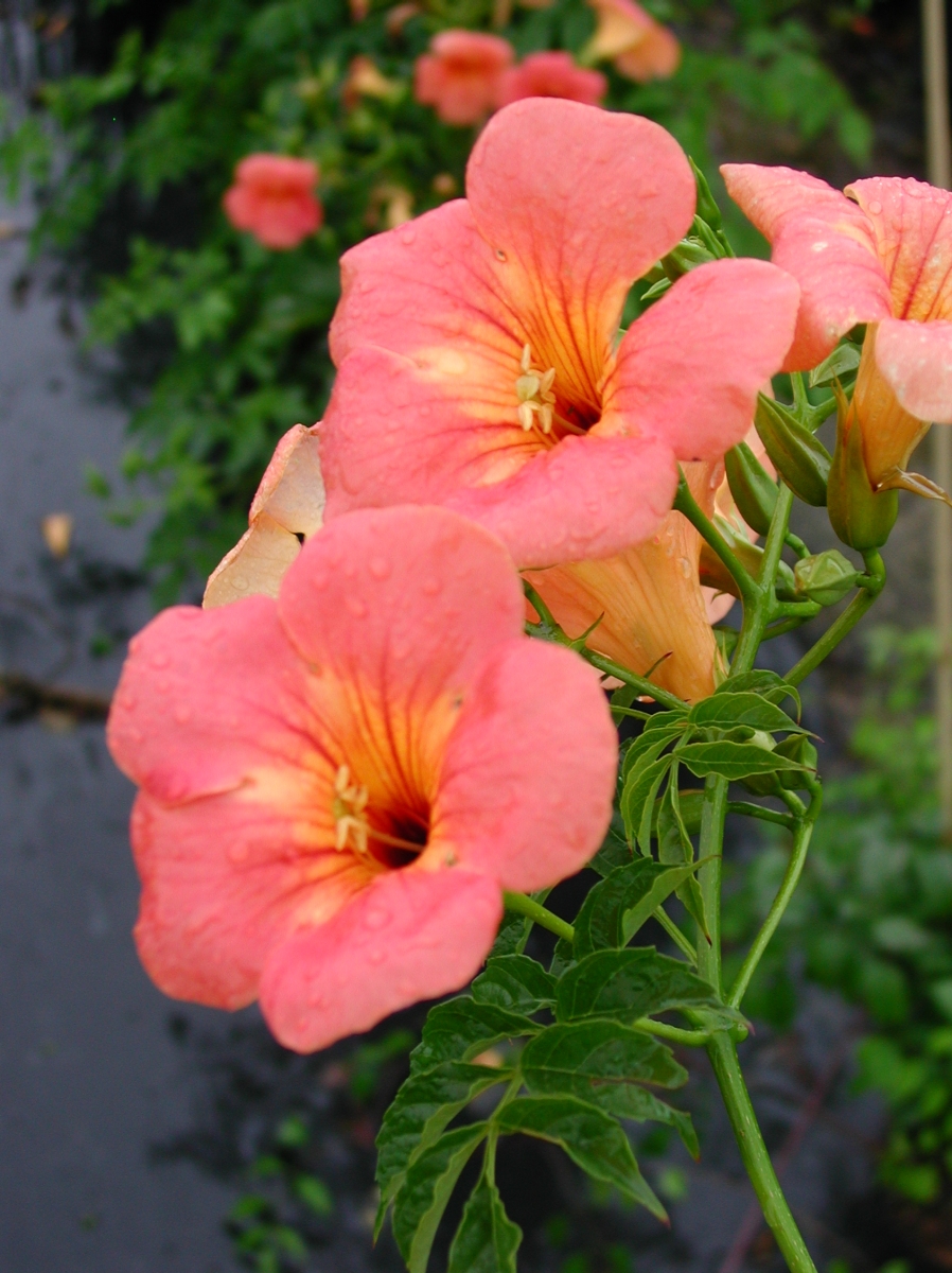 Plantes grimpantes
