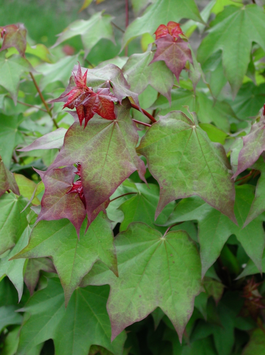 Érable rouge