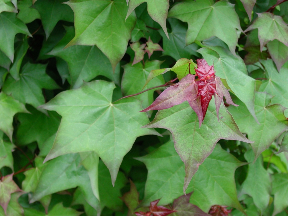 Érable rouge