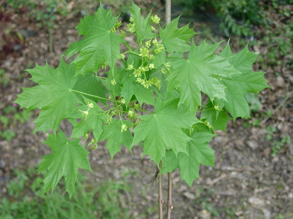 Érable rouge