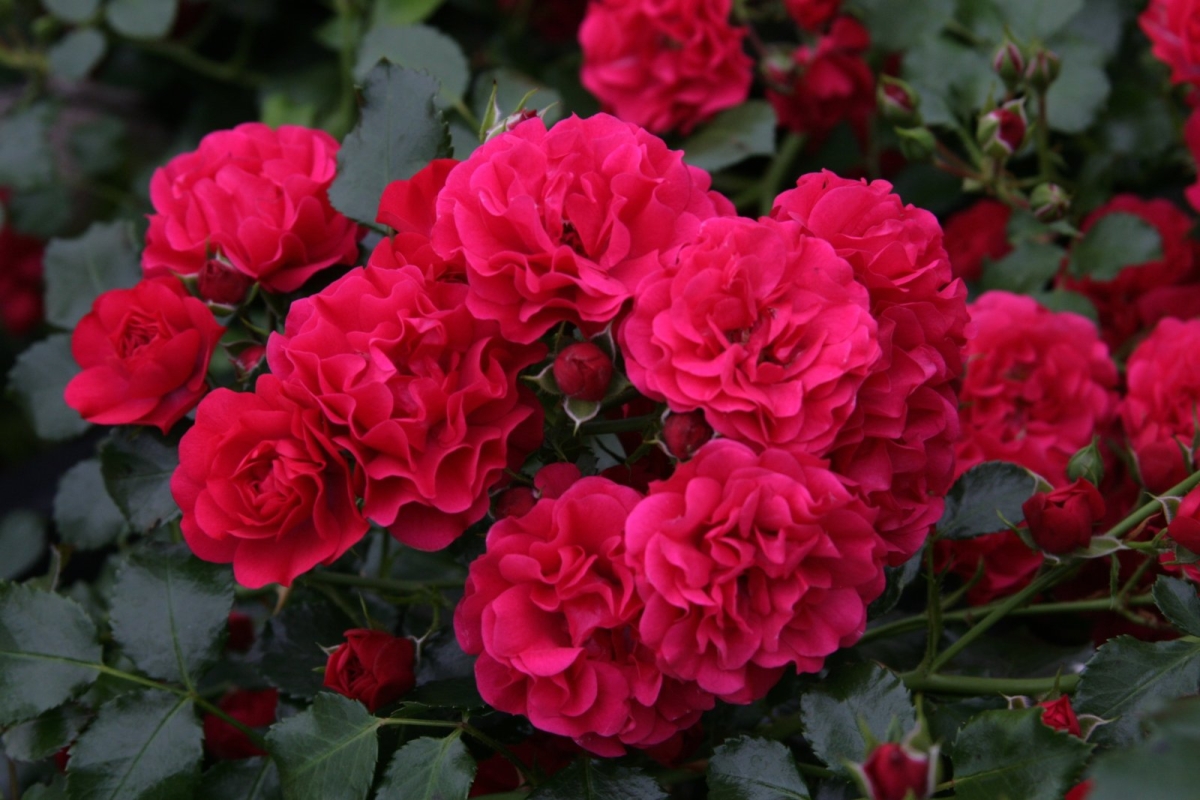 Rose noire de la Forêt