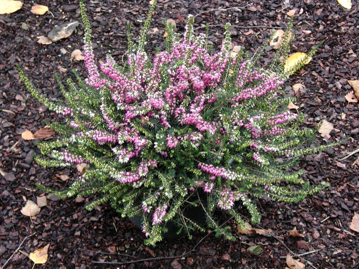 Bruyère de Darley