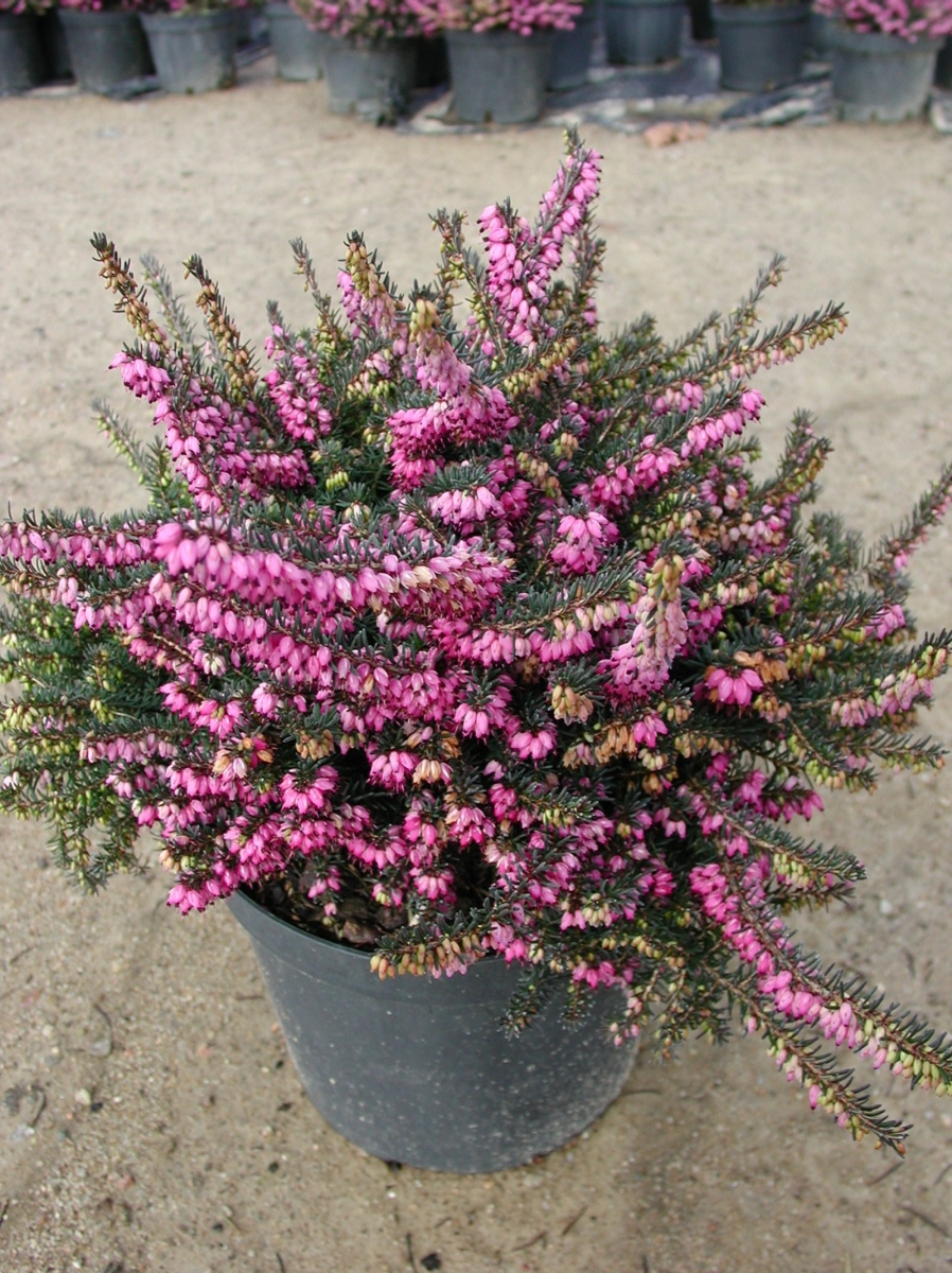 Bruyère de Darley