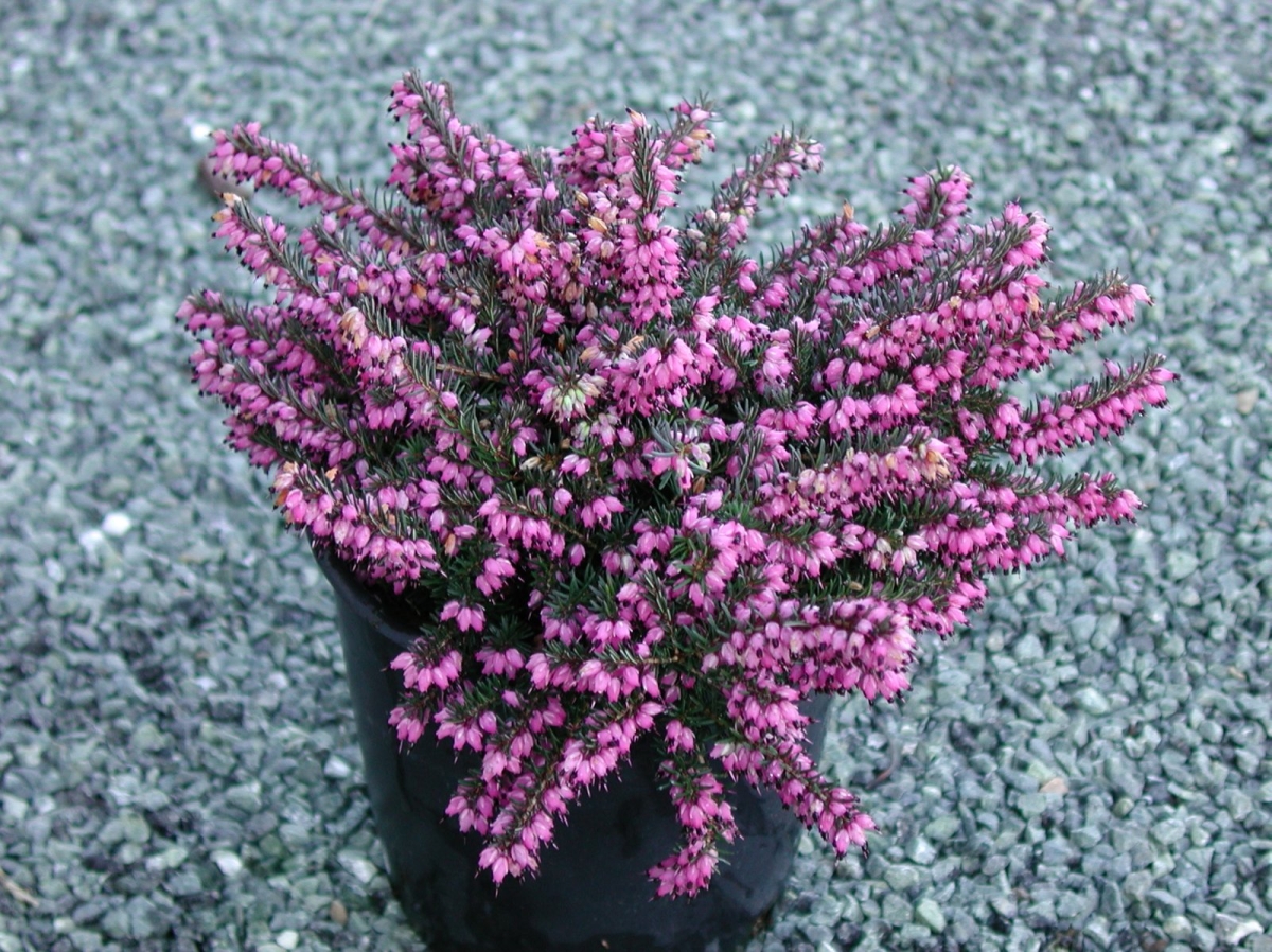 Bruyère de Darley